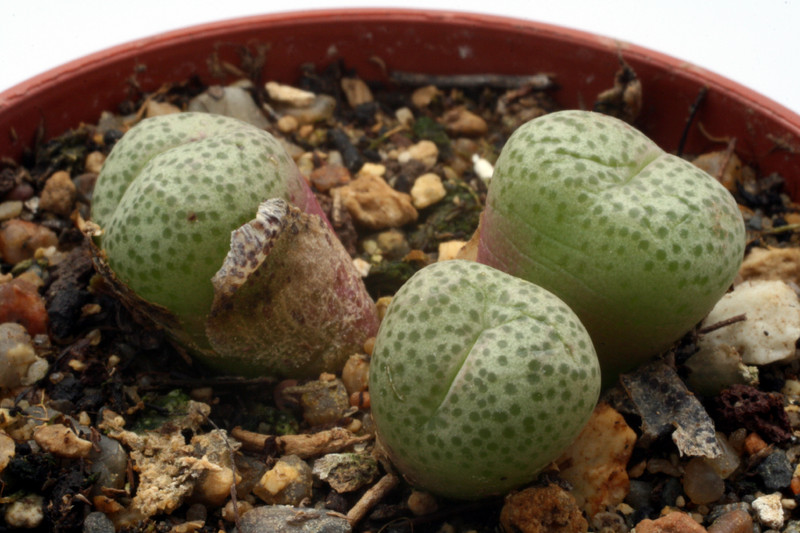 conophytum truncatum peersii toorwaterpoort 2788