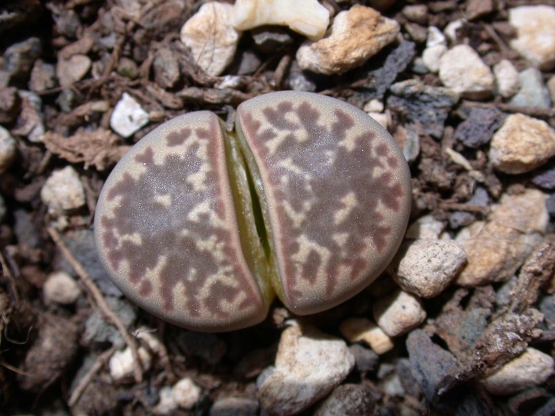 lithops naureeniae 01