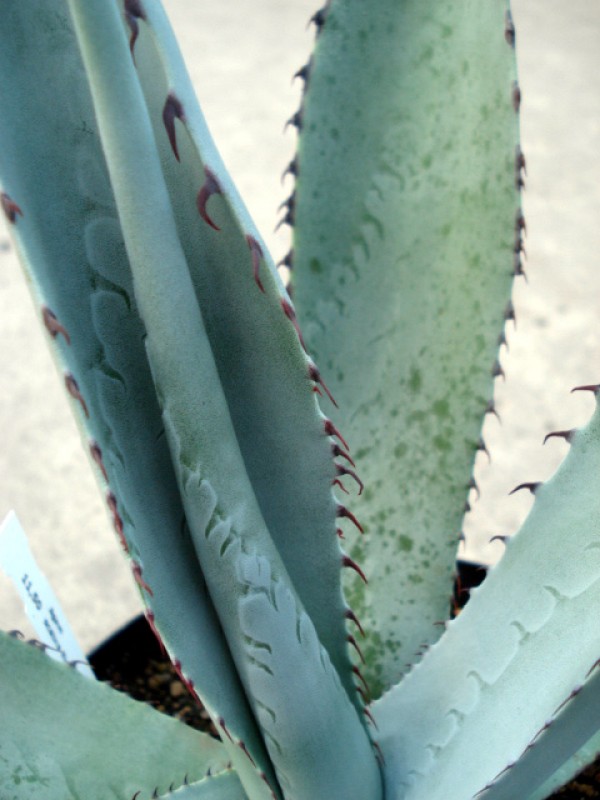 agave scabra hundido 4870