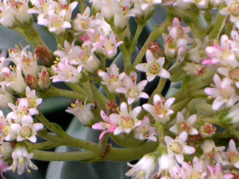 crassula falcata 0274