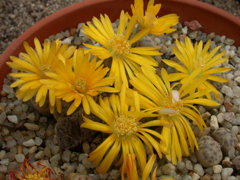 lithops bromfieldii mennellii 07