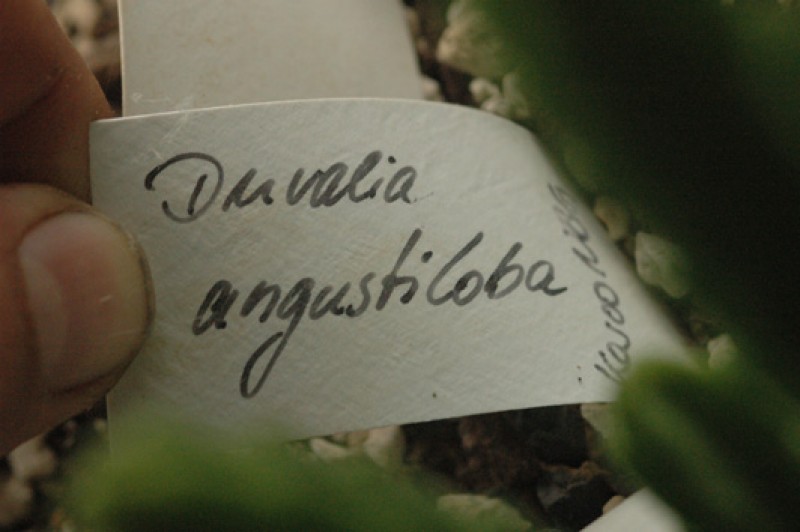 duvalia angustiloba karoo 02
