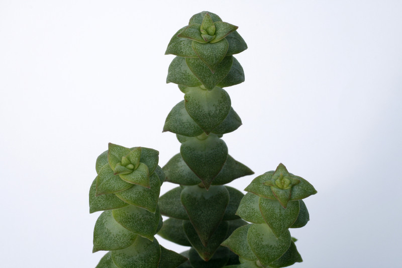 crassula perforata perforata 7172