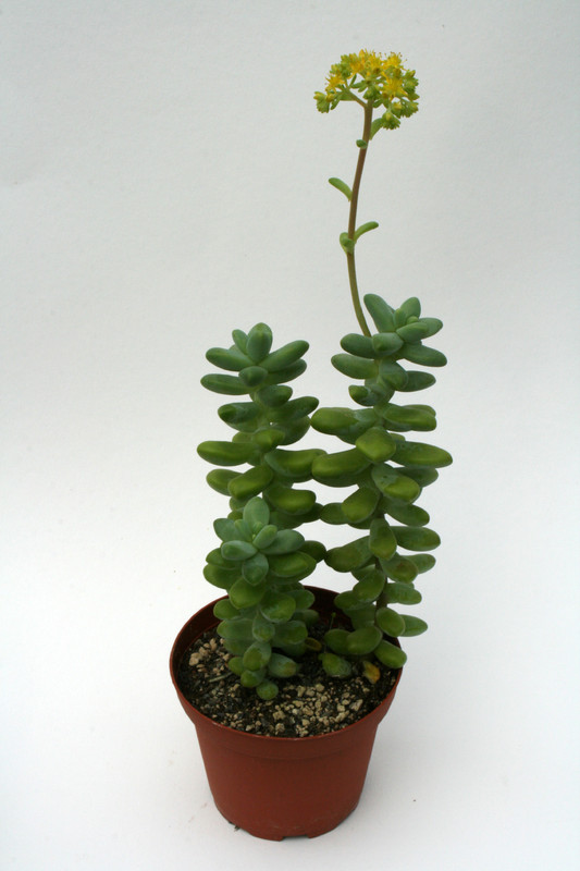 sedum treleasii 6123