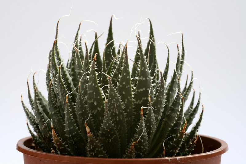 aloe aristata 8094