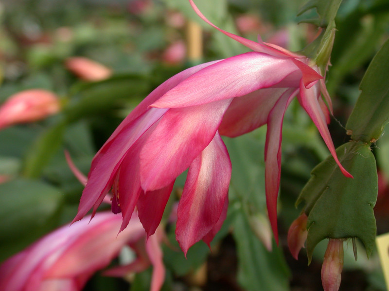 schlumbergera coral cascade 04