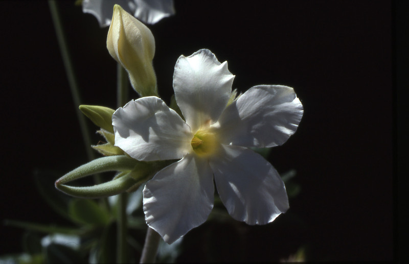 pachypodium eburneum