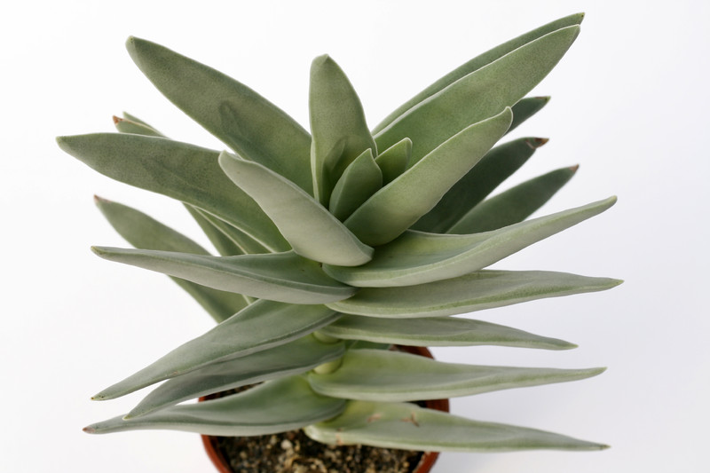 crassula falcata coccinea 7220