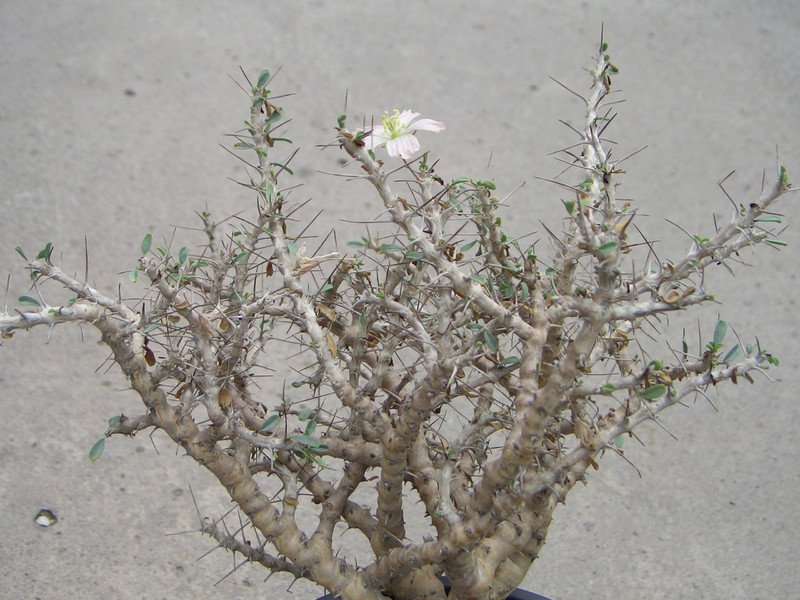 sarcocaulum salmoniflorum 0507