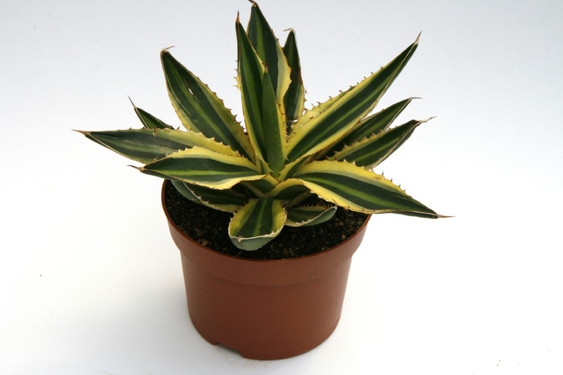 agave lophantha variegata 9998