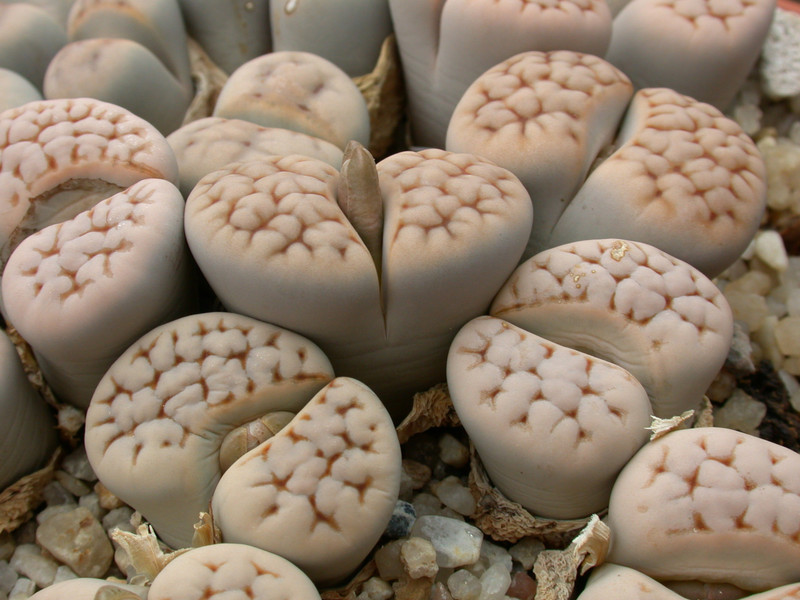 lithops karasmontana c223 03