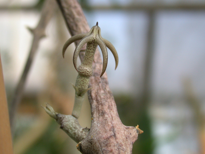 ceropegia variegata es1016 05