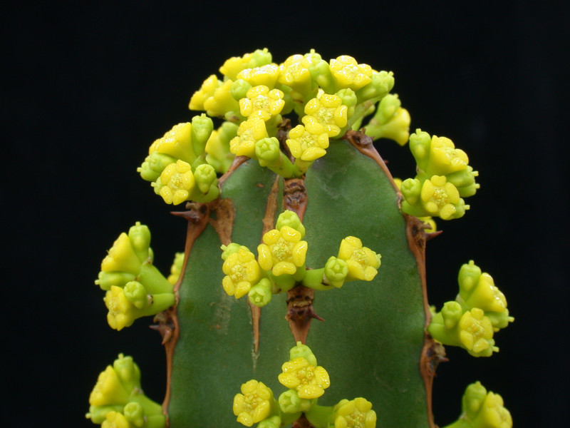 euphorbia ledinii 03