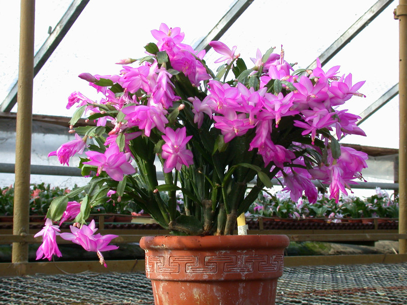 schlumbergera lady linda 07