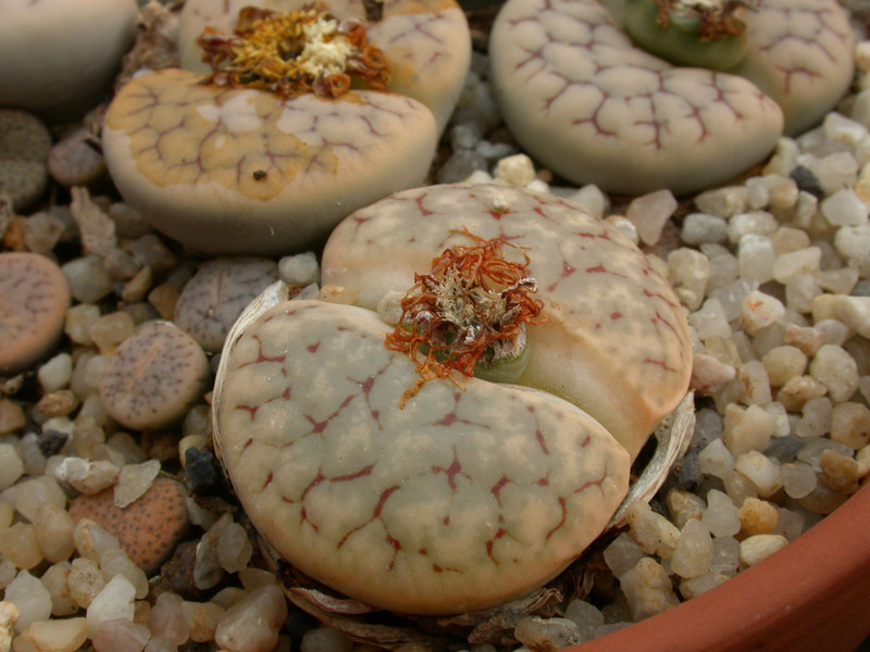 lithops gracilidelineata brandbergensis c383 02