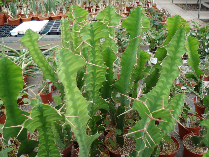 euphorbia grandicornis 1134