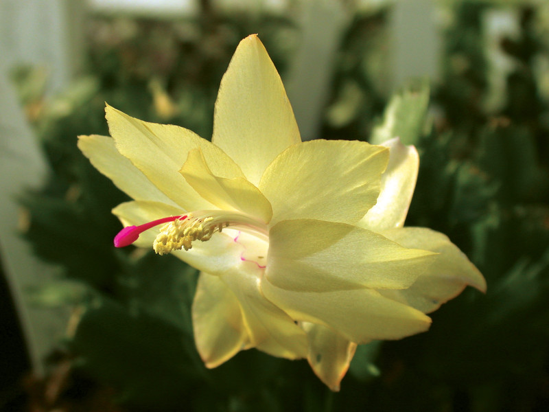 schlumbergera limelight dancer 02