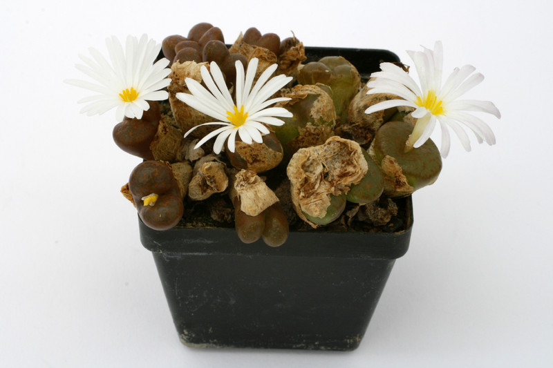 conophytum pellucidum pardicolor tweekfontein 0903