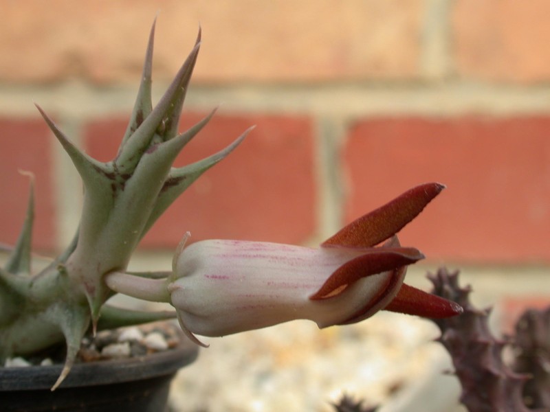 orbea distincta hdo235 03