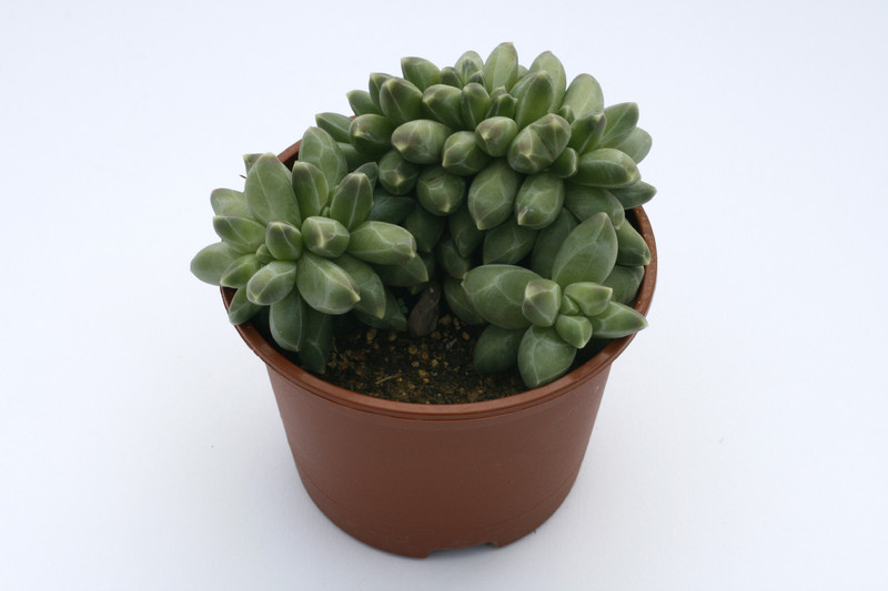 pachyphytum compactum cristatum 7964