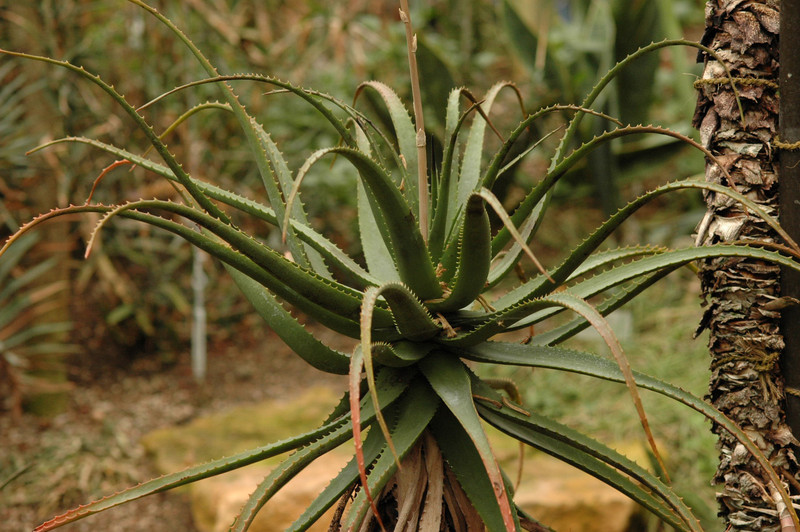 aloe lineata 01