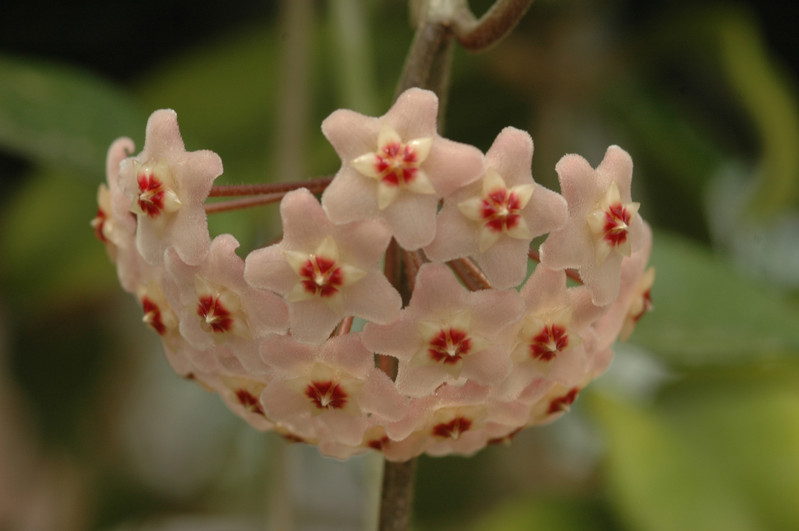 hoya carnosa 02