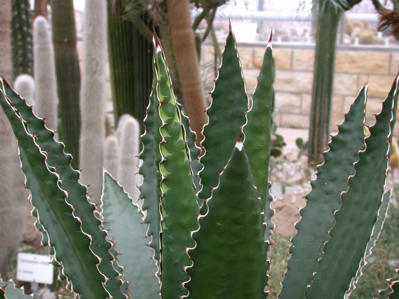 agave pavoliana 9065