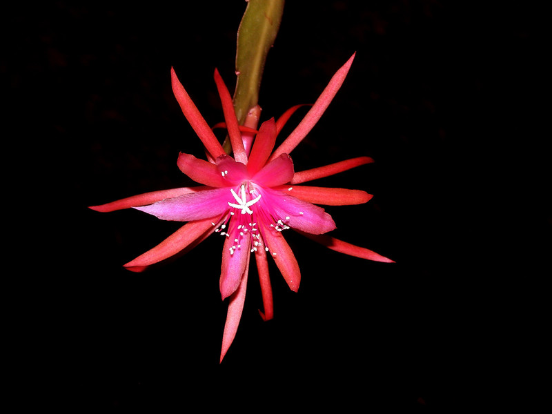eh jalisco flirt 01