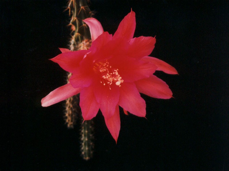aporocactus susan