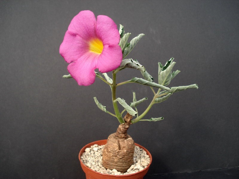 pterodiscus elliotii