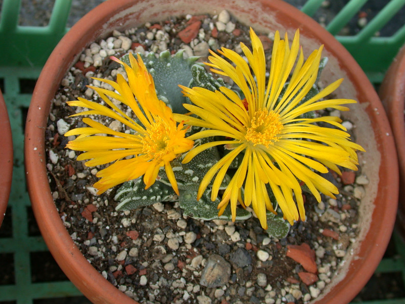 faucaria tuberculosa 03
