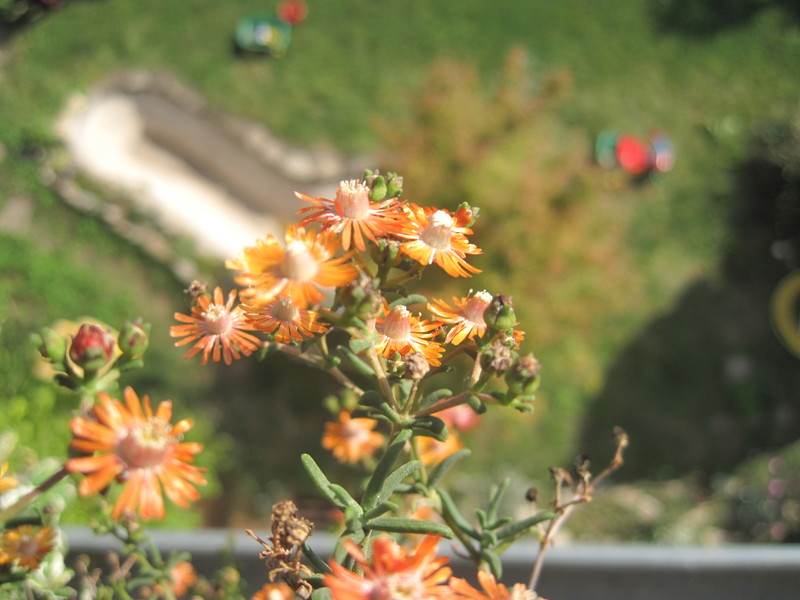 lampranthus kupfer orange 1230