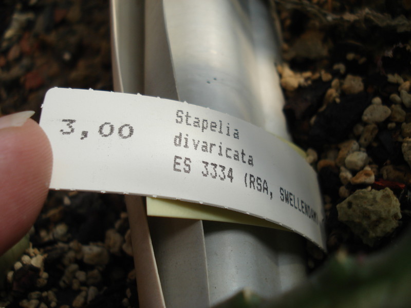 stapelia divaricata es 3334 3919