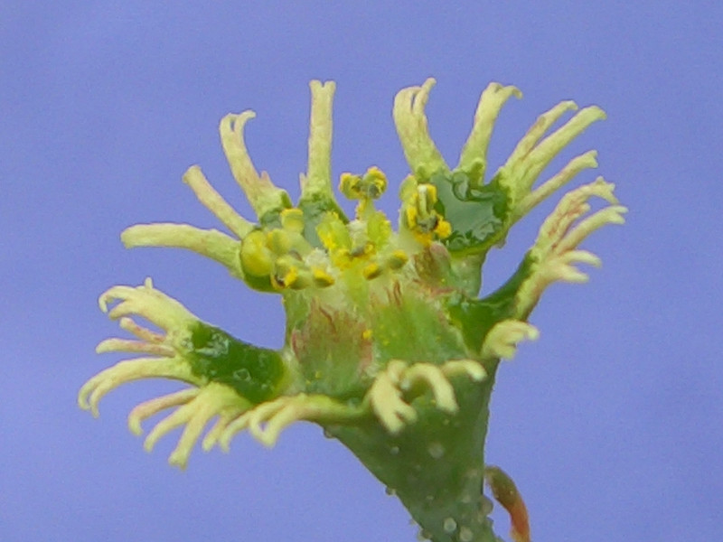 euphorbia schoenlandii 2020