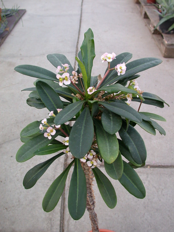 euphorbia lophogona 1306