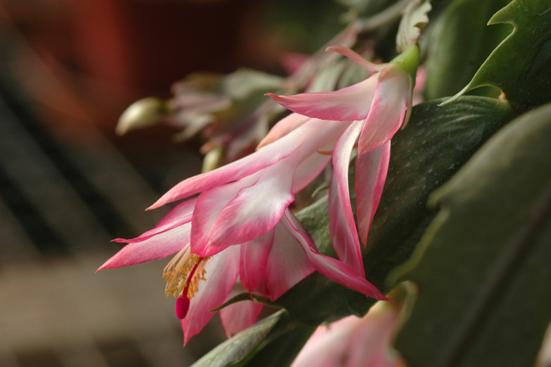 schlumbergera ruth day 8188