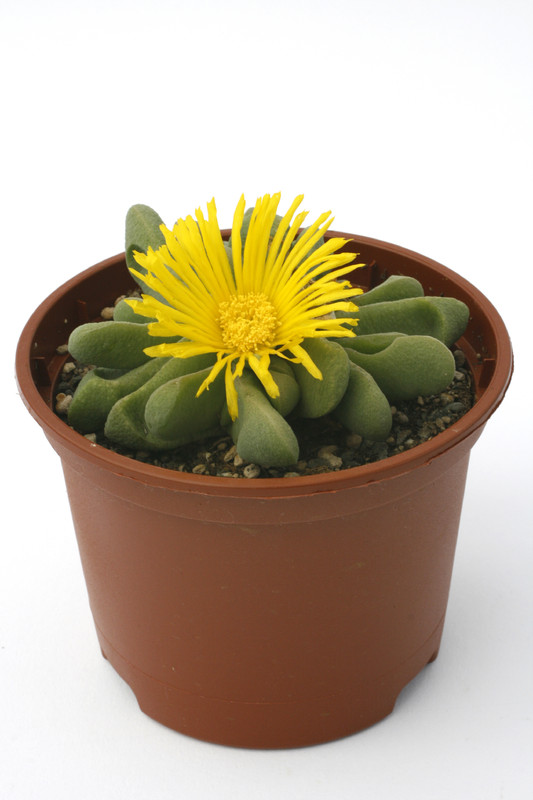glottiphyllum oligocarpum mg152 1039