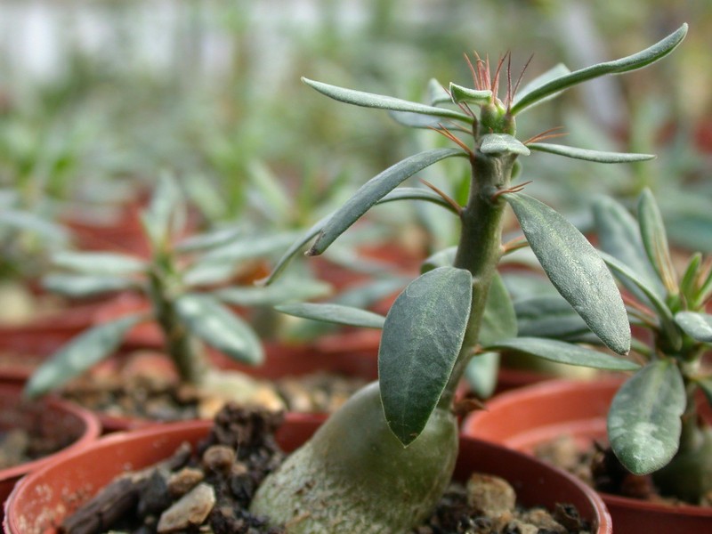 pachypodium succulentum 01