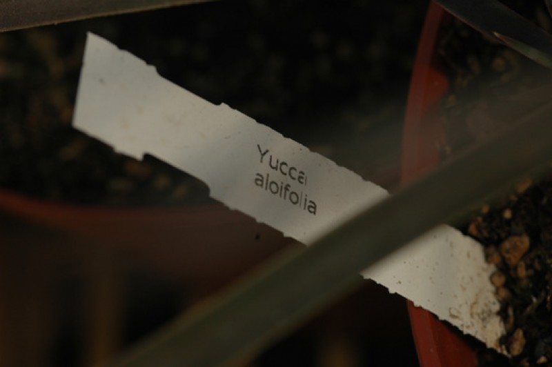 yucca aloifolia 8604