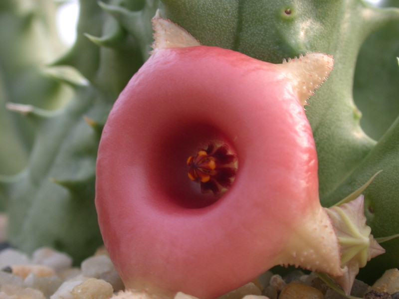 huernia somalica02