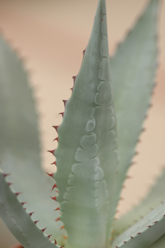 agave flexispina cnj 8705