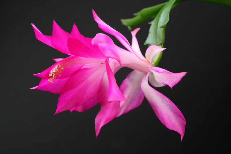 schlumbergera nonoco 5938