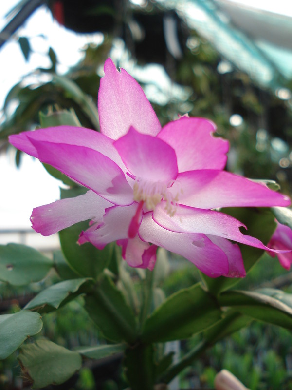 schlumbergera camilla 4873