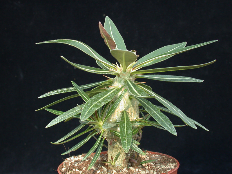 pachypodium horombense 07