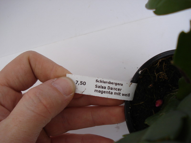 schlumbergera salsa dancer 1592