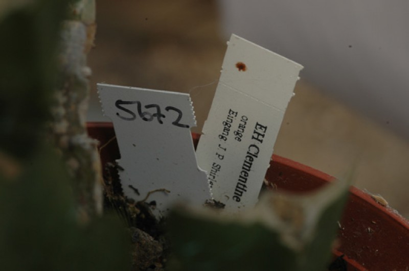 eh clementine 5672 04