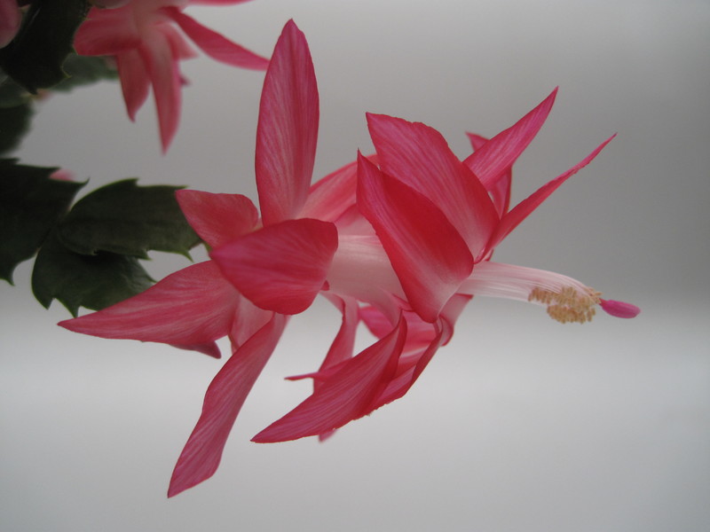 schlumbergera nicolas 7756