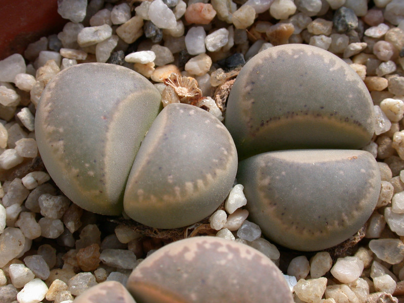 lithops marmorate elisae 02