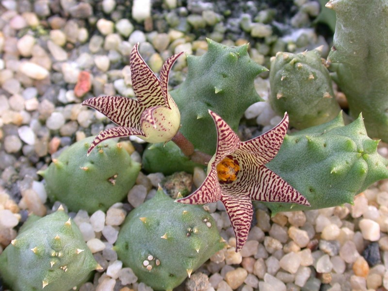 piaranthus punctatus 01