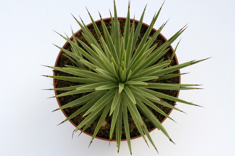 agave echinus 8149